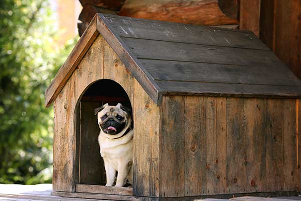 pet friendly homes